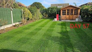 Barenbrug Extreme Dwarf Rye Grass Seed 8 week time-lapse from seeding to a great lawn.