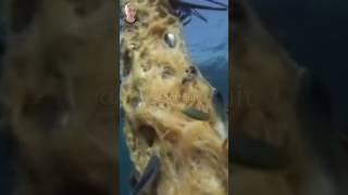  Flying Fish Lays Eggs In A Palm Branch  #shorts