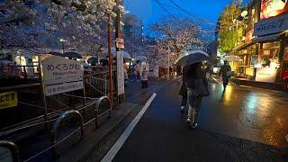 4K・ Rainy night Sakura cherry at Tokyo Meguro River・4K HDR