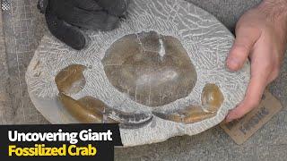 Uncovering a massive 12-million-year-old crab fossil sealed in rock