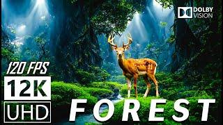 FOREST - 12K Scenic Relaxation Film  With Calming Music - 12K 120fps Video UltraHD