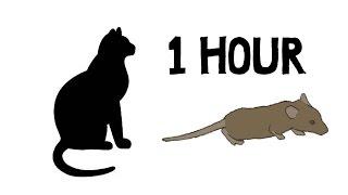 CAT GAMES - MOUSE HUNT 1 HOUR VERSION FOR CATS ONLY