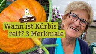 Wann ist Kürbis erntereif? 3 Möglichkeiten herauszufinden wann du den Kürbis ernten kannst