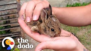 Family Of Tiny Bunnies Rescued From Storm Grate  The Dodo