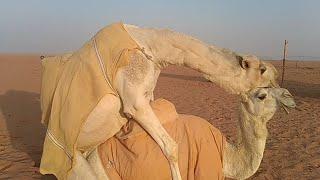 camel love mating video male camel mating with female camel mating season 2022