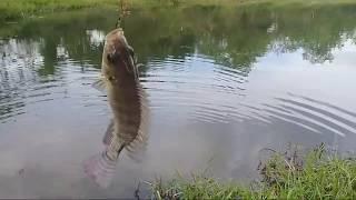 Mancing Neng Nila #Jambang_Ireng