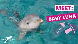Baby Dolphin Lunas Exciting Adventures #9