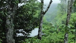 Relaxing Rain Falling on Leaves & Tin Roof Hut in Rainforest  Go to Sleep Fast with Nature Sounds