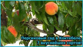 Персиковый сад в Коктебеле. 7 вкуснейших сортов №26