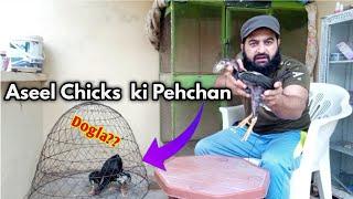 Pure Aseel Chicks Ki Pehchan  Aseel Achi Nasal k Chuzon ki Pehchan kaisay karain?