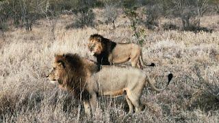 Mantimahle Male Lions around Red Road Males Territory  they are in Manyeleti  4 September 2024