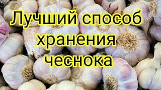 Хранение чеснока.Чеснок будто только с грядки.Самый лучший способ хранения чеснока.