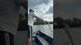 Летняя Москва Река Раздает Судаков #fishing #рыбалка