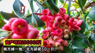 畝產10000斤！南方掉落一地無人去撿，運到北方成稀罕物賣50一斤