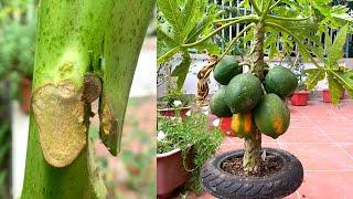 Tree grafting fruit  papaya air layering propagation video using cocopeat 100%