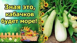 СОБИРАТЬ КАБАЧКИ ЯЩИКАМИ ВЫ БУДЕТЕ ЗНАЯ ЭТИ СЕКРЕТЫ.