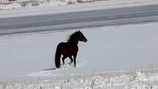 Nevada Mustangs Fighting in the Snow