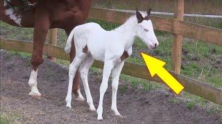 After This Baby Horse Was Born Her Owners Took One Look And Realized How Incredibly Rare She Is