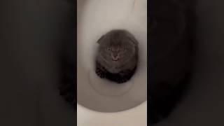 Cats are devilish  #cat #cats #viral #fyp #funny #cute #shorts #short