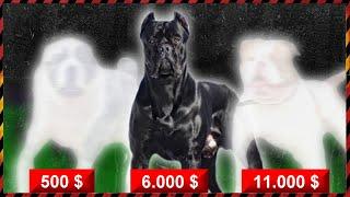 The 10 Most Expensive Dog Breeds 2022