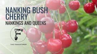 Nankings and Queens  Nanking Bush Cherry