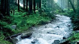 Beautiful Mountain River Flowing Sound. Forest River Relaxing Nature Sounds Sleep Relax 10 hours.