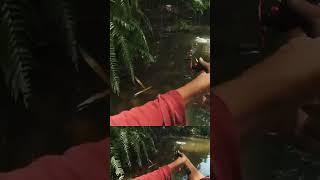 SIAPA YANG TIDAK KAGET KALO DITARIK IKAN INI #mancing #mancingmania #ikan #tarikanikan #fishing