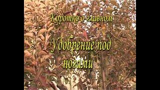 Коротко о главном  Удобрение под ногами