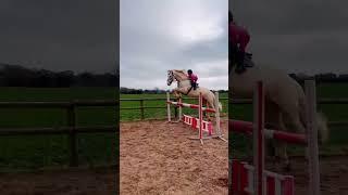 6year old jumping 17hh Stallion over 1.20m #equestrian #horseriding #horse #rider #pony #showjumping