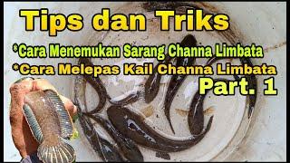 Cara menemukan Ikan channa Limbata di sawah - Cara menemukan sarang channa limbata