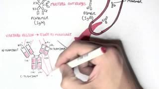 Immunology  - Introduction to Antibodies