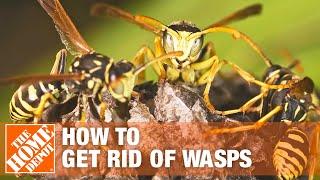 How to Get Rid of Wasps Around the House  The Home Depot