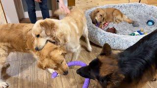 Golden Retriever Dad and Son Spark Epic Play Session