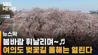 3년 만에 가는 꽃놀이…여의도 벚꽃길 올해는 열린다  SBS  뉴스딱