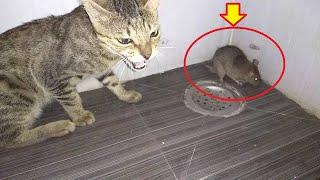 CATS MEET RAT FIRST TIME  MOUSE VS CAT