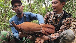 SANGAT LANGKA_MALAH DAPAT AYAM HUTAN BULU EMAS