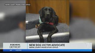 Meet Jellybean Wayne County Prosecutors Office introduces new victim advocate