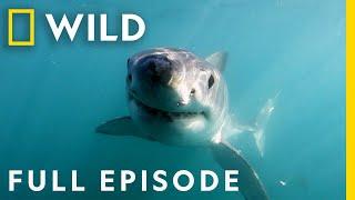 Shark Attacks on the Florida Space Coast Full Episode  When Sharks Attack