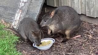 Orphan Pademelons Monday And Adam Eating With Paws