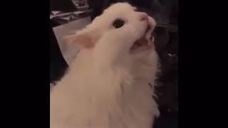 Cute cat makes hentai sound ️