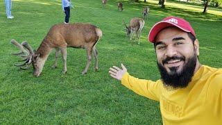 Walking with deers   Dinner in Birmingham  Day 2  Mustafa hanif BTS