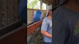 #shortvideo #domba #kambingboer #kandangkambingboer #farming #peternakmuda #kambing #goat