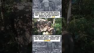 KENAPA JAGAIN GAJAH DI HUTAN HARUS SELALUBWASPADA YA?  #shorts #subscribe #gajah