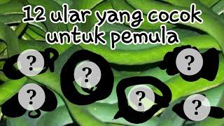 jenis-jenis ular yang cocok untuk pemula  versi chimaru reptile