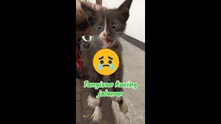 Tangisan kucing jalanan yang terbuang #shorts #rescuecats #catslover