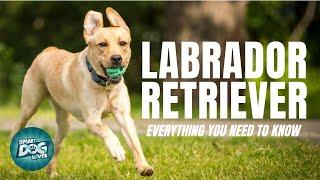 Labrador Retriever Dog Breed Guide  Dogs 101 Labrador Retriever