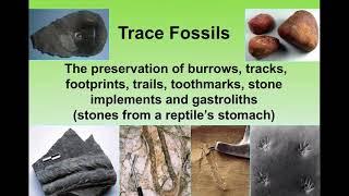 Trace Fossils