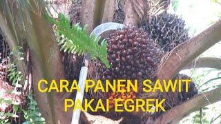 Cara Panen Sawit pokok tinggi Menggunakan Egrek @Warno8162 