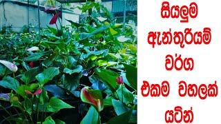 your  favorite  anthurium  with seed  plants  anthurium  beautiful  flowers  garden  lokki