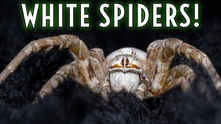 White Widow Desert Velvet Spider AND MORE from Ty Dye Exotics Review